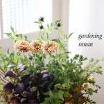 秋の寄せ植え❁❀✿✾チョコレートコスモス＆cranberry❁❀✿✾贈り物花
