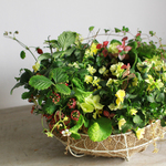 【１点もの】ぞうさんビオラとワイルドストロベリーのギャザリング-季節の花の寄せ植え-