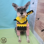 ~🐶犬・🐱猫用刀⚔️〜