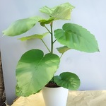 送料無料！人気のウンベラータ観葉植物☆