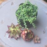 紅葉した韓国苗3個とピーチネックレスのセット