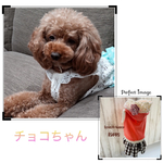 cho-ko-bi 様専用⋆*❁*⋆ฺ｡*.•♬✧