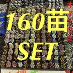 ✳️いつもの倍✳️大好評に付き再販多肉 抜き苗 160苗をお買い得価格で(^^)v✳️