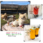 pico 様専用･:* ೫̥͙♡* 