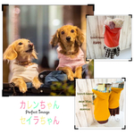 kabocha15 様専用･:*ೄ‧͙·*♪
