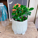 ラスト！希少♡レア【パンダガジュマル】幸せの木♡人気の観葉植物♡オシャレな陶器鉢♡お手頃サイズ