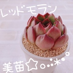 送料無料♡♡《4》多肉植物 エケベリア 韓国苗 レッドモラン♡♡