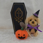 トイプードルちゃん(レッド)のハロウィン2021