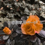 aoiakira様専用ページ