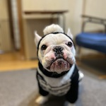 ポンポン付き　耳穴あきニット帽ブラック　フレンチブルドッグ