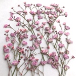 かすみ草押し花　ピンク③