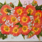 ★　オレンジミニバラ　押し花素材　★