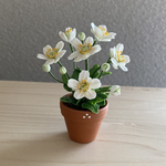 シュウメイギク　3   花鉢