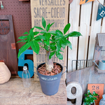 現品♡【パキラ】育てやすい人気の観葉植物♡ナチュラルグリーン！かっこいいブラック系ブリキ鉢♪