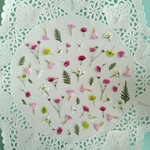 押し花素材259　小花のセット