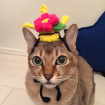 猫節句♡お雛ニャン様  