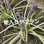斑入りヤブラン 苗 5株相当 リリオペ