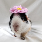 コスモスのピン🌼