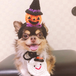 再‼️再販‼️犬用＆猫用 丸ごとジャック・オー・ランタン帽子 お化けポシェット ハロウィン