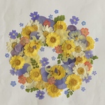 押し花素材vol.122  〜ノースポールとパンバーと小花たち〜