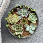 多肉植物カット苗【寄せ植えにどうぞ🌸】