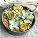 多肉植物カット苗【寄せ植えにどうぞ🌸】