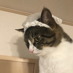 ウェディングベール風♡ペット用カチューシャ