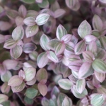 もりもり♡カリシアロザート♡桃色カリシア♡多肉植物♡鉢ごと♡