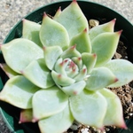 水蜜桃 エケベリア 多肉植物 1苗【抜き苗】