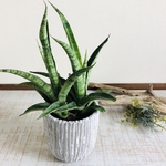 空気浄化plants サンスベリア『レディーチャーム』3号ロング　ホワイト鉢　観葉植物　多肉