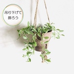 可愛くて育てやすい♡吊るして飾る　ディスキディア　シュガーエメラルド　ハンキングアロマ鉢　壁掛け　インテリア　観葉植物