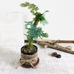 【SALE】エメラルドグリーン　レインボーファン　インテリア　苔　シダ
