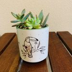 多肉植物　寄せ植え　選べるアニマルポット