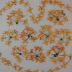 押し花 素材 金木犀　💐