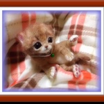 おねがいにゃんこ Ｎｏ．115