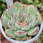 レア品種！★エケベリア属 メキシコプリドニス×チワワエンシスYecora多肉植物 自家栽培 国産