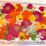 ♡new♡  ♡可愛い押し花セット♡ ♡たくさん入って使いやすい押し花セット♡