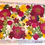 ♡new♡  ♡可愛い押し花セット♡ ♡たくさん入って使いやすい押し花セット♡