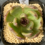 ブラックローズ　多肉植物