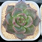 シャンペーン　多肉植物