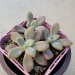多肉植物❤だるま秀麗❤抜き苗