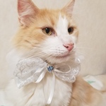 天使のリボン