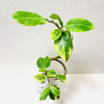 フィカス　アルテシマ　まがり　斑入り　鉢植え　植木鉢　受皿付き　陶器　観葉植物