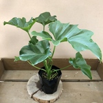 観葉植物　フィロデンドロン　セローム