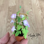 ③ミニチュア朝顔（薄紫）