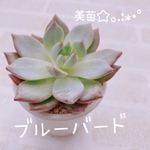 送料無料♡♡ 多肉植物 エケベリア 韓国苗 ブルーバード♡♡