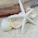 シェル×スターフィッシュバレッタ♡貝殻×ヒトデバレッタ♡