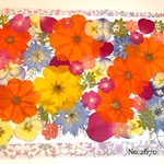 ♡new♡  ♡可愛い押し花セット♡ ♡たくさん入って使いやすい押し花セット♡