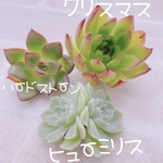 送料無料♡♡ 多肉植物 エケベリア 韓国苗 クリスマス ヒューミリス ハードストーン♡♡
