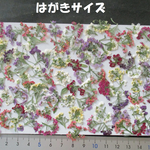 押し花　素材　アリッサム(８０枚)　１２５